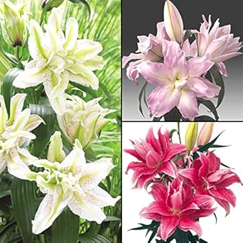 Amazon 国華園 ユリ 花ユリ ローズリリーセット 3種6球 発送が国 Amazon 国華園 ユリ 花ユリ ローズリリーセット 3種6球 発送が国