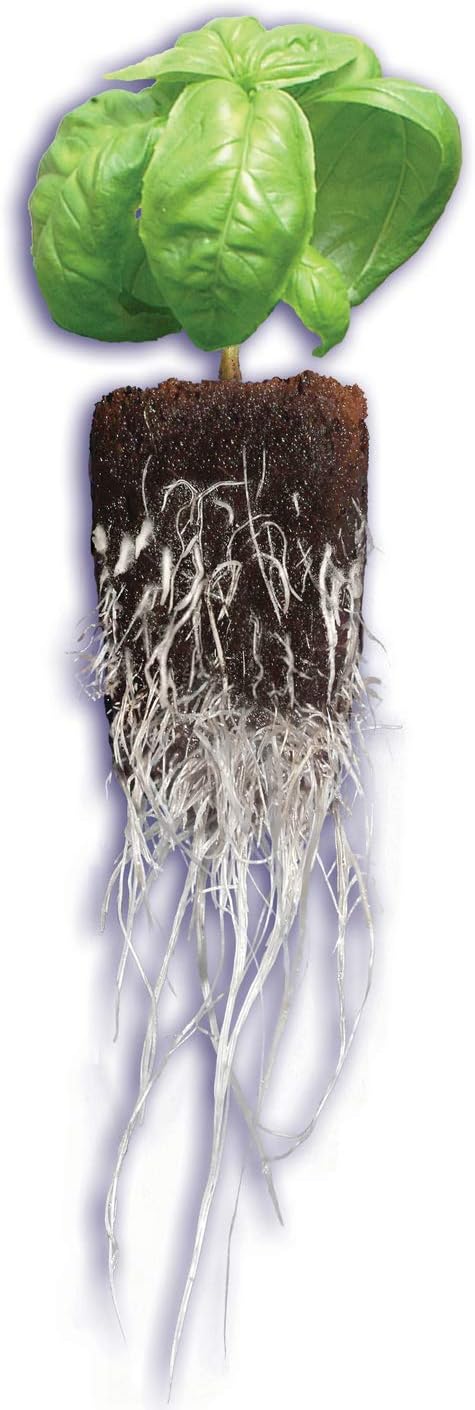 General Hydroponics HGC714135 Rapid Rooter Plant Starters, 50 Plugs, Black : Plant Germination Kits : Garden & Outdoor