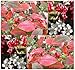 20 x Red Chokeberry - Aronia arbutifolia Brilliantissima - Seeds ~ CRIMSON LEAVES With Berries That Are HIGH In Vitamin C - STANDS ONLY 6 - 10 FEET TALL - Hardy In Zones 4 - 9 - By MySeeds.Co