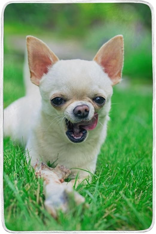 chihuahua in a blanket