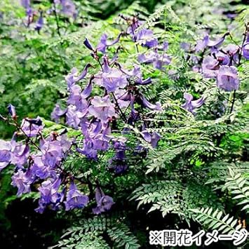 Amazon 世界三大花木 ジャカランダ クスピディフォリア 1年生 花