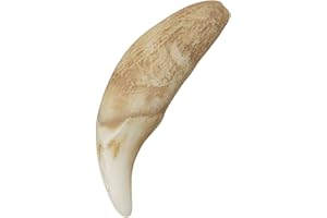 SKULLS UNLIMITED INTERNATIONAL Skulls Unlimited Gray Wolf Canine (Museum Quality Replica)