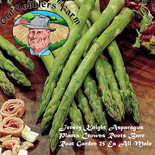 Jersey Knight Asparagus Plants Crowns Roots Bare Root Garden 25 Ea All Male by Grower's Solution