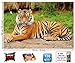 Poster – Majestic Tiger – Picture Decoration Panthera Tigris Jungle Predator Wildcat Wild Big Cat Animal Rainforest Bali India Image Photo Decor Wall Mural (55x39.4in - 140x100cm)