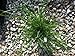 3 Hamlen Grass in 4 Inch Containers/Dwarf Fountain Grass (3 Pots of Plants) Ships from Rock Island, Tennessee. Grown here on Our own Farm.