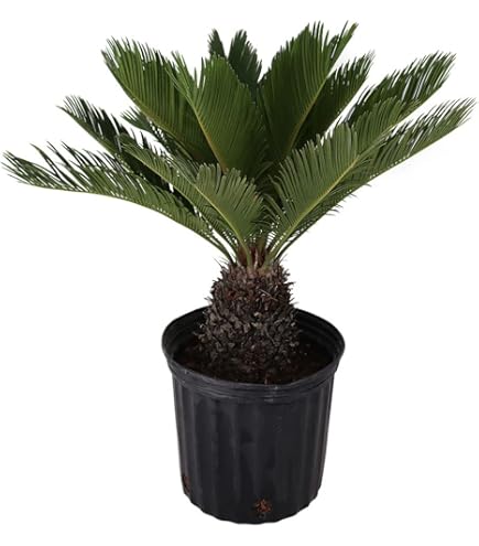 Amazon.com : American Plant Exchange Windmill Palm Tree – 10