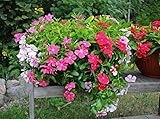Catharanthus roseus annual Flower seeds