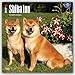Shiba Inu 2017 Square
