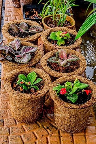 Coconut fiber pot Pots reduce global warming.