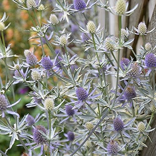 宿根草 エリンジューム プラナム 2株セット 売店 イングリッシュガーデン