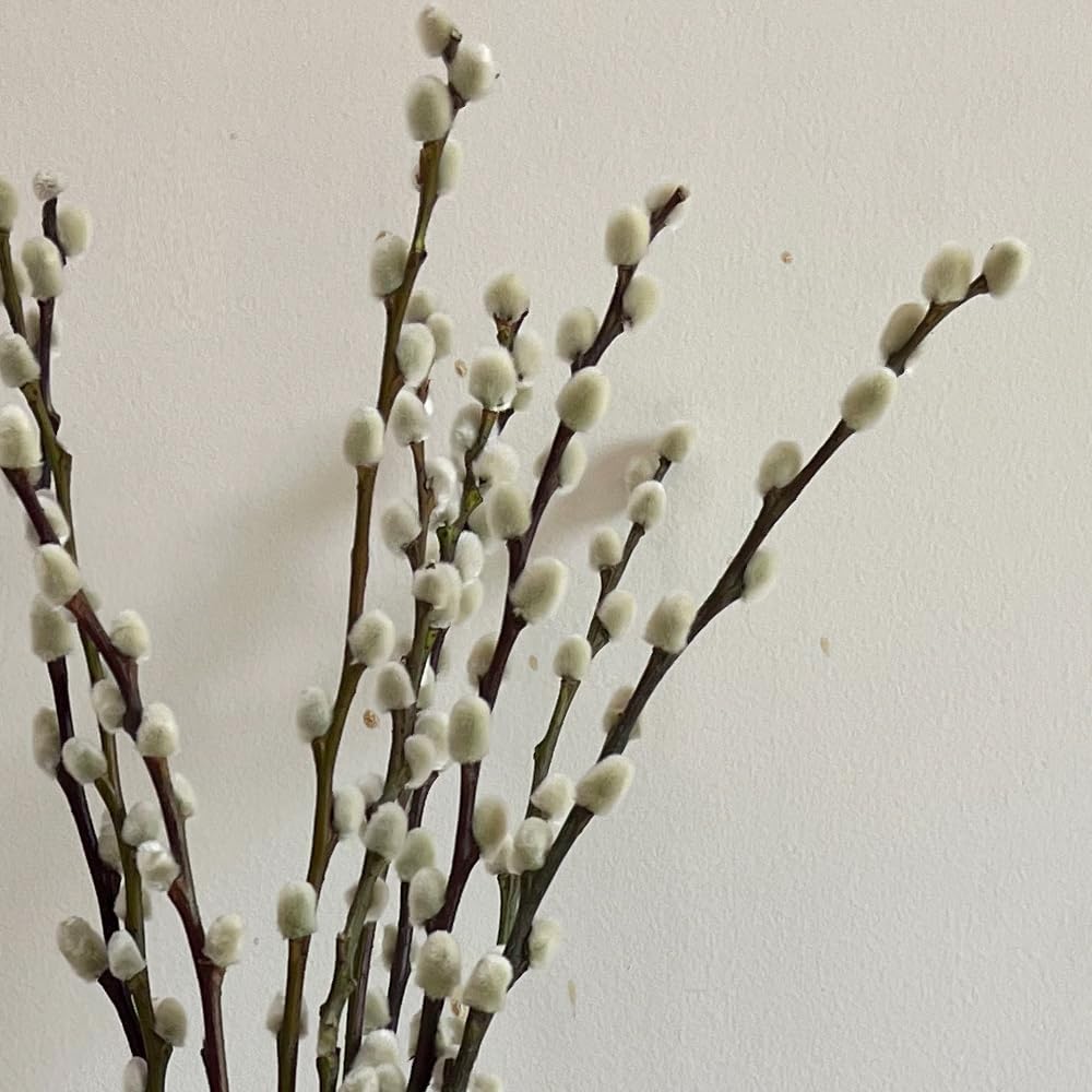 Photo 1 of 20 Stems Real Dried Pussywillow Branches Tall 28 Inches Natural Decorative Willow Branches for Easter Spring Arrangement Home Party Fireplace Decor