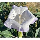 Toloache Wrightii Sacred Moonflower Moon Lily Angel's Trumpet Flower Premium Seeds for Planting Packet