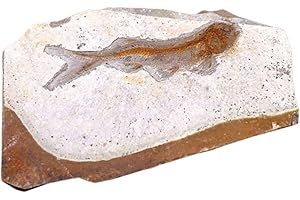 SCICALIFE Paleontology Fish Specimen Stone Ornaments for Basic Paleontology Biological Science Education Laboratory Supply(Random Size)