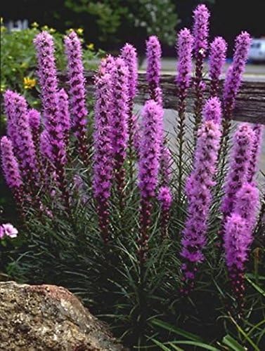 Flower Seeds Liatris Spicata pink from Ukraine