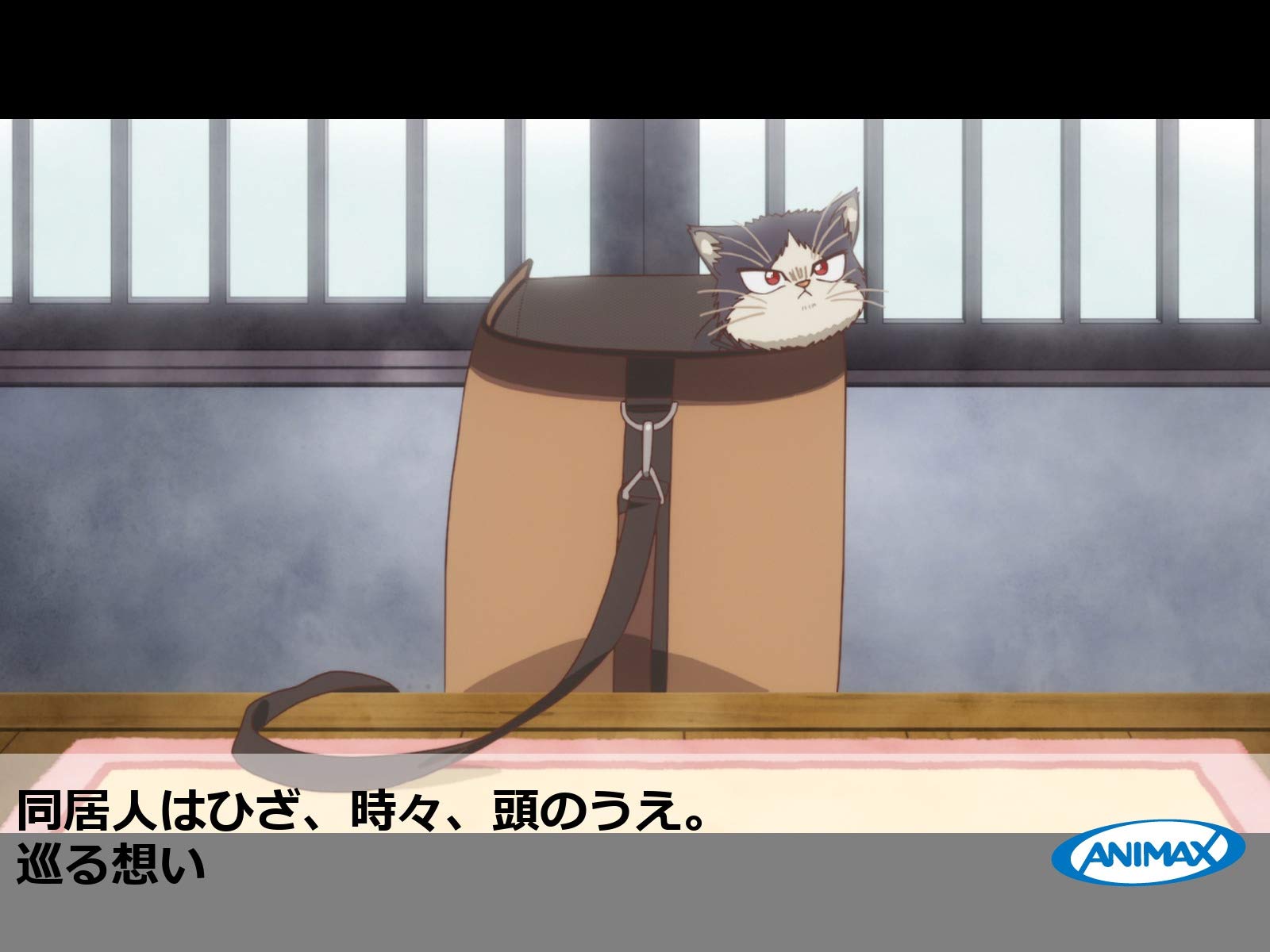 Amazon Co Jp 同居人はひざ 時々 頭のうえ を観る Prime Video