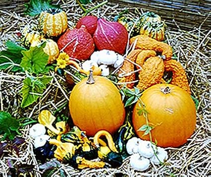 Bobby-Seeds Kürbissamen Samenmischung Villa Kunterbunt Portion