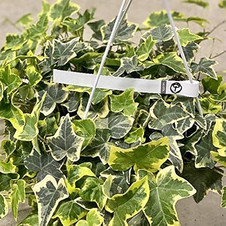 Amazon おしゃれ 観葉植物 アイビー 吊り鉢 6号 ヘデラ 9番 鉢