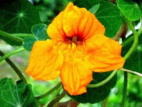 Amazon Co Jp 家庭用 花の水耕栽培キット お花畑 窓辺で金蓮花 ナスタチューム ホーム キッチン