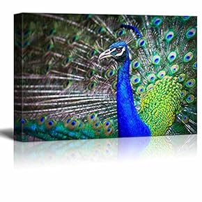 Canvas Prints Wall Art - Close-up Portrait of Beautiful Peacock with Feathers Out | Modern Home Deoration/Wall Art Giclee Printing Wrapped Canvas Art Ready to Hang - 12" x 18"