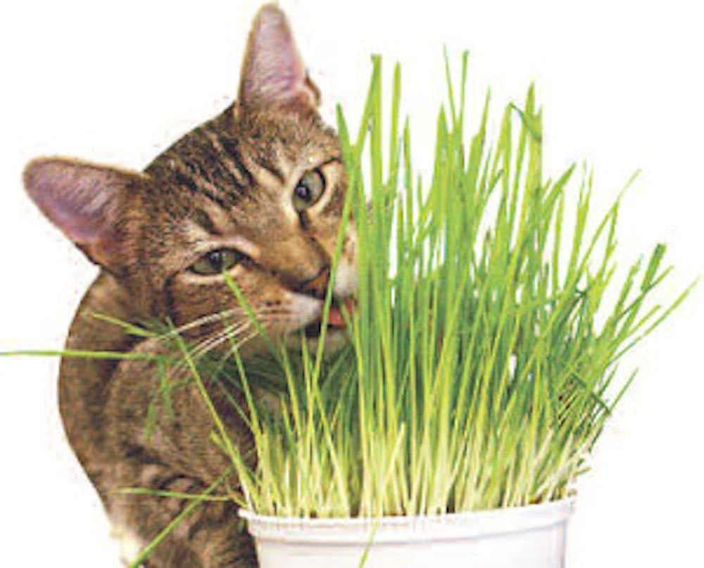 Todd's Seeds, Wheatgrass Seeds, One Pound, Cat Grass Seeds, Hard Red Wheat : Cat Grass : Garden & Outdoor