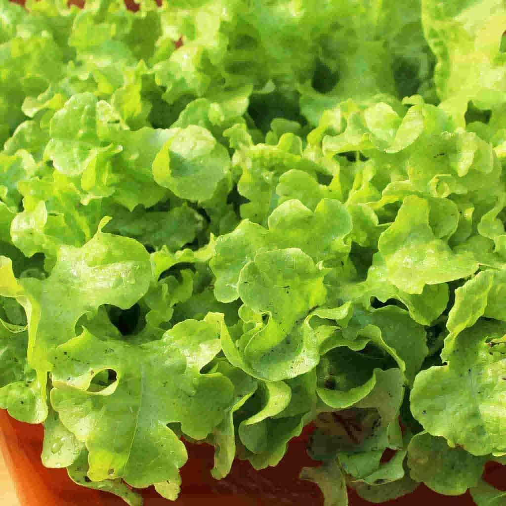 Lettuce Seeds - Grand Rapids - Popular Loose Leaf Lettuce - Organic - 100 Seeds