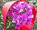Red Ribbon. 2 Inch Grosgrain. Huge 50 Yards Roll. By Drency Ribbons