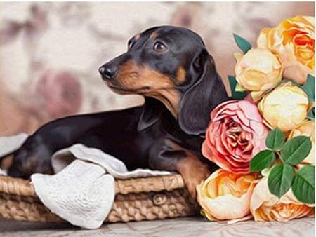 Amazon Diyダイヤモンド塗装ダックスフントフルdiyダイヤモンド塗装クロスステッチ犬 花フルラインストーン絵画刺繍5dクリスマスギフトホームリビングルームハロウィン 刺しゅうキット 通販