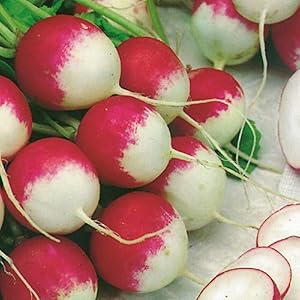 500+ pk Bunny Tail Radish Seed, Home garden, Sprouting Seeds