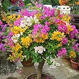 super1798 100Pcs Multicolor Bougainvillea Speetabilis Seeds Home Garden Flower Plant