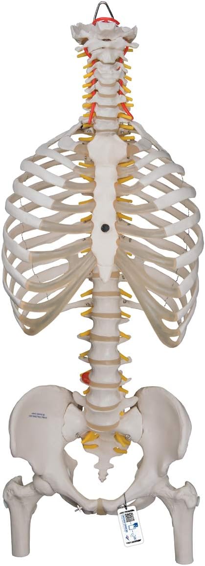 Amazon 胸郭付きの脊柱模型 脊柱可動型モデル 胸郭 大腿骨付 3b Scientific 3b Scientific 人体模型