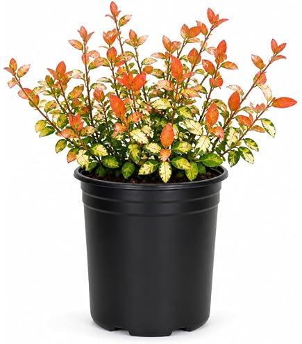 Amazon.com : Jasmine Summer Sunset | 1 Live Quart Size Plant