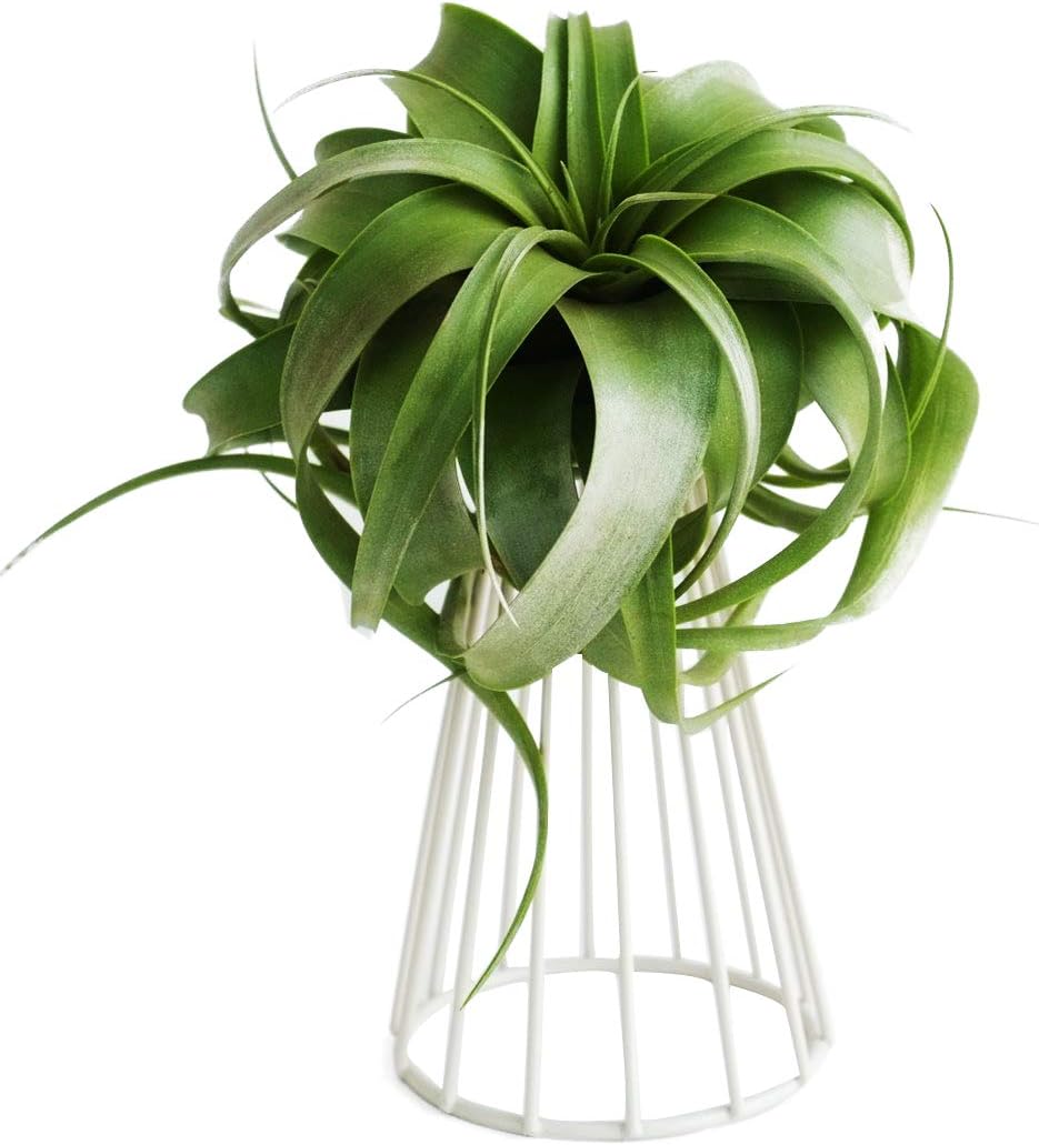 Air Plant Tillandsia Base Large Tillandsia Air Plant Holder Metal Indoor Tabletop Big Streptophylla Air Plant Stands Tillandsia Plant Racks Large Xerographica Air Plant Stand (White)