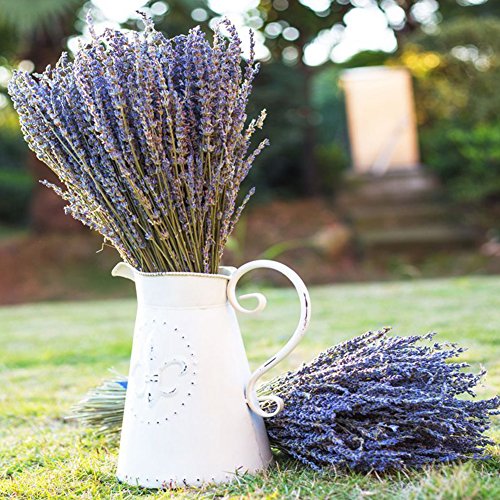 image for Lna Aoht Lavender Bundles- with 200 PCS Lavender Buds - Air Natural Fr