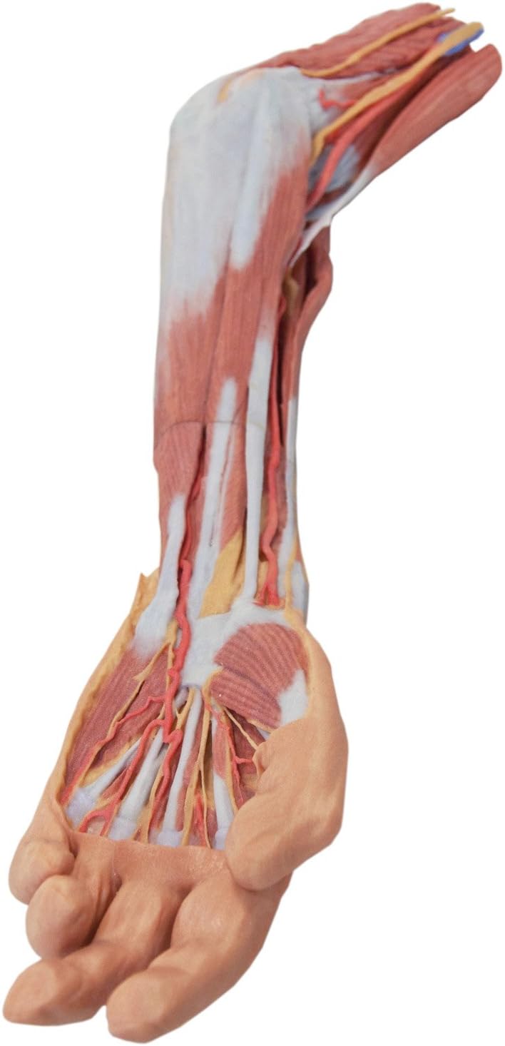 3D Printed Superficial Dissection of the Upper Limb - Arm, Forearm and Hand