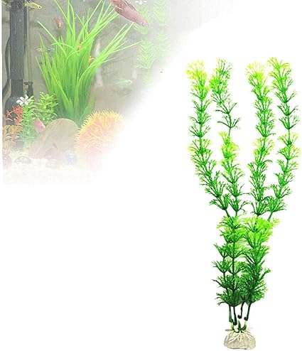 Come Allestire Un Acquario Di Acqua Dolce In 6 Step