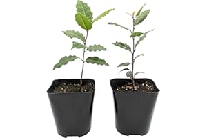 Easy to Grow Bay Laurel 'Sweet Bay' Live Shrub Plants (2 Pack) - Herb Shrubs Rooted in Grower's Pots for Warm Zone Gardens