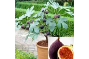 Rare (no Plant) Dwarf Fig Bonsai Fruit Tree (, Or 100+ Seeds) Combined Discount (Pay Jt for The First Item) - Perfect for