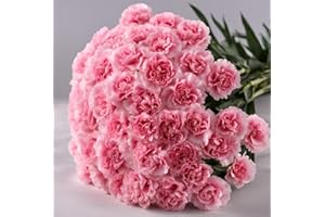KaBloom PRIME NEXT DAY DELIVERY - Summer Collection - 12 Pink Carnation Without Vase. Gift for Birthday, Anniversary, Get Well, Thank You, Valentine, Mother’s Day Fresh Flowers