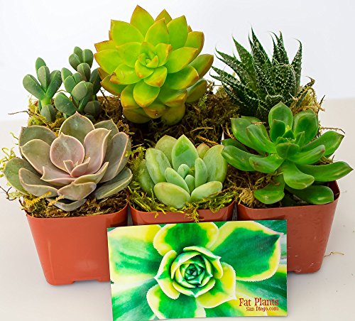 Live 2-Inch Succulent Plants Variety Pack - Set of Tiny and Vibrant Mini Succulents - Perfect for Home Decor, Terrariums, and Gifts - Easy-to-Care-for Living Houseplants