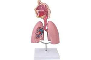 4D Respiratory System Model, Respiratory Lung Model with Removable Heart Human Lung Anatomical Display Human Lung Model Teach