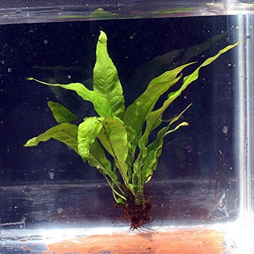 10 Safe Aquatic Plants For Turtles Affordable And LowMaintenance