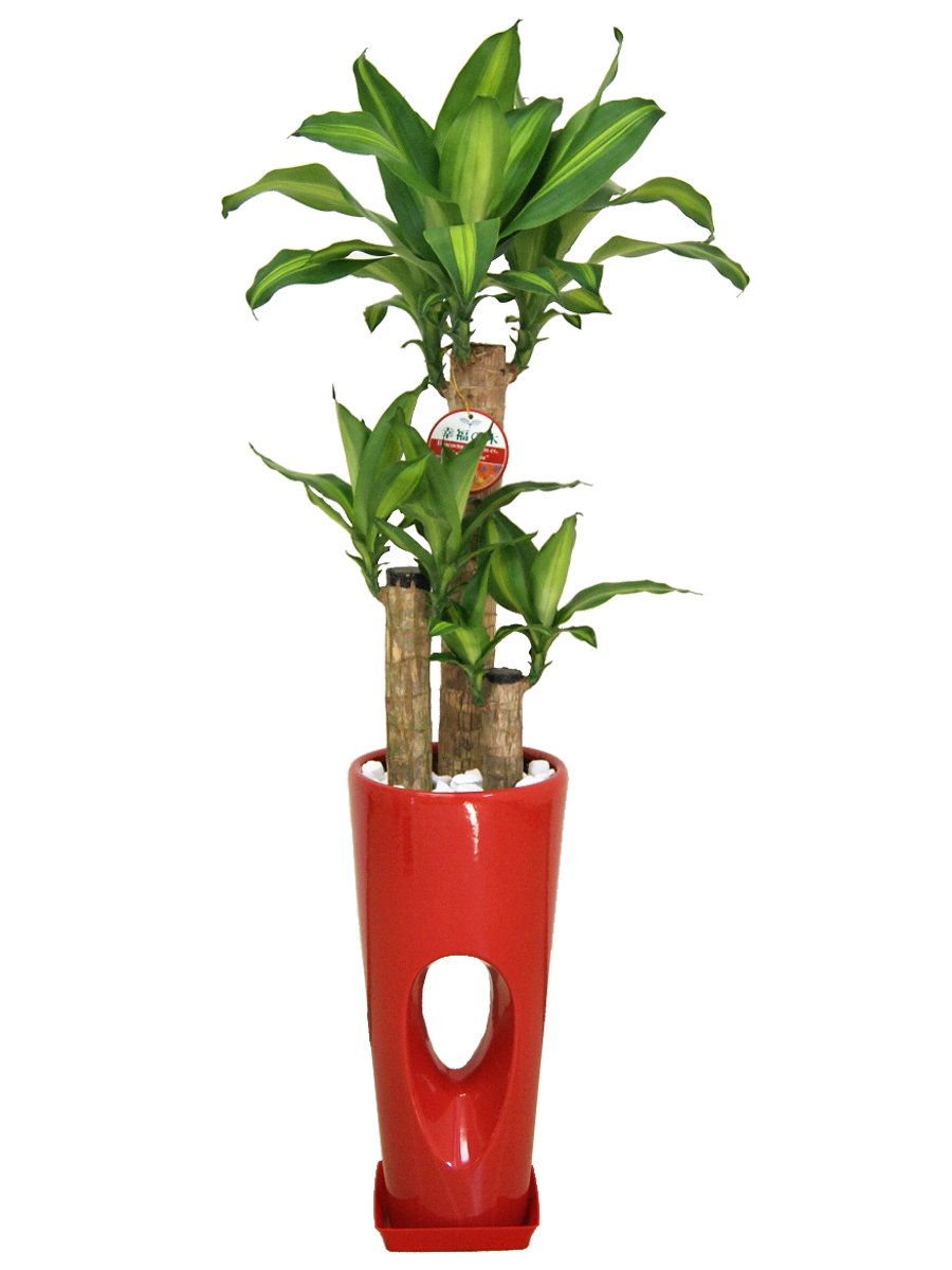 赤 観葉植物 B00l8v4ad8 幸福の木 ドラセナ 7号穴高陶器鉢 赤 赤 グリーン観葉植物 100 正規品 Rumble Media