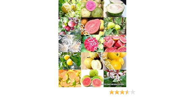 Amazon Com Guava Fruit Mix Tropical Edible Good Guayaba Rare Psidium Guajava Seed 100 Seeds Garden Outdoor