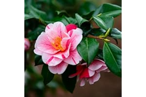NEW LIFE NURSERY & GARDEN (1) - Tri Color Camellia Japonica - Starter Plant (4L) (1 Live Plant)