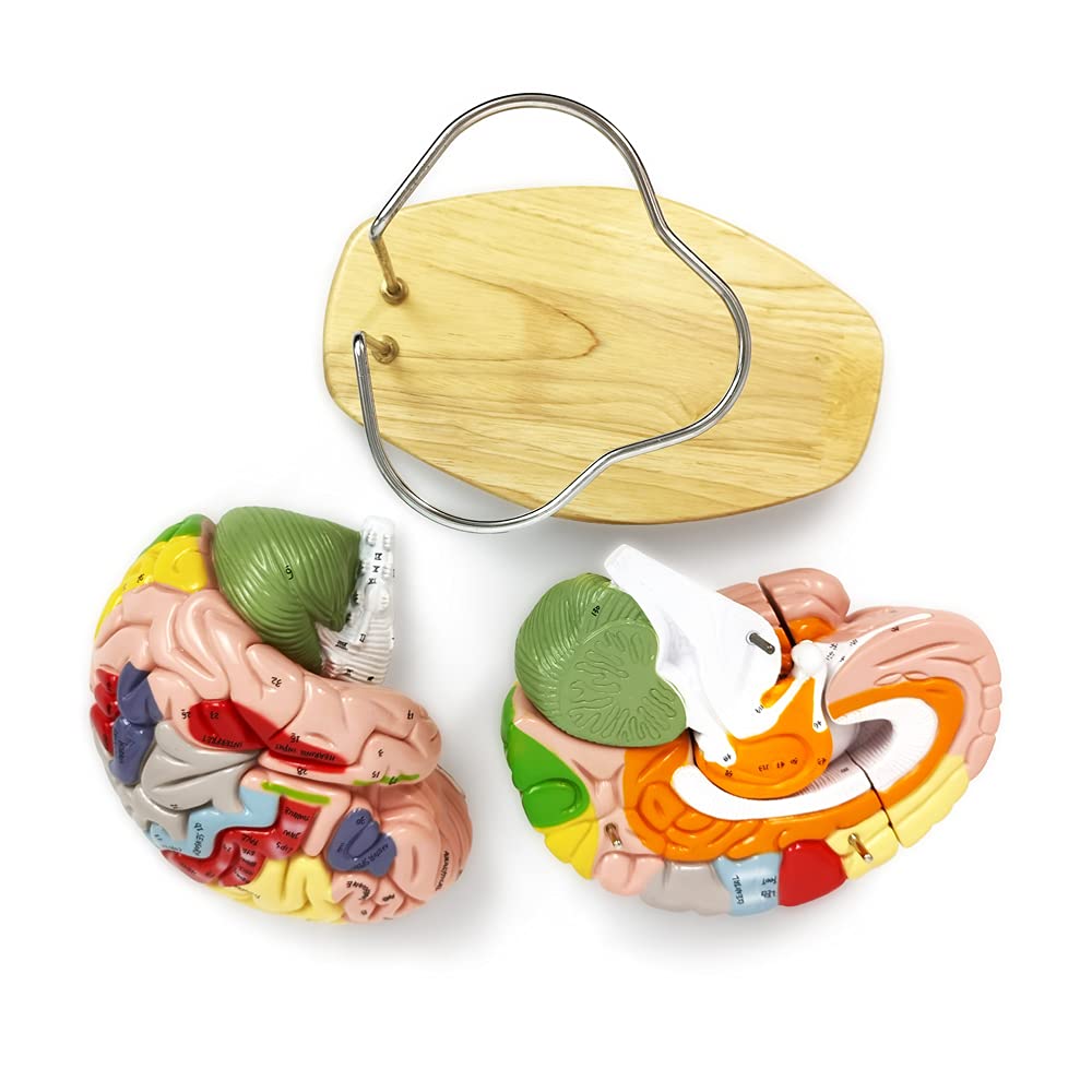 Mua Human Brain Model for Neuroscience Teaching with Labels 1.5 Times ...