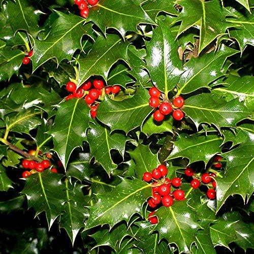 Ilex aquifolium ENGLISH HOLLY Seeds! Amazon.de Garten
