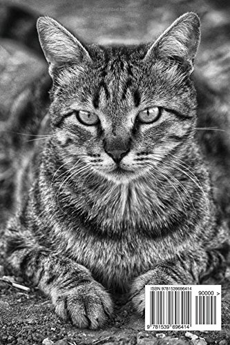 gray cats with black stripes