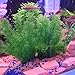 Smarlin Artificial Aquarium Plants, Plastic Fish Tank Plants Decor, 2 Pack, Non-Toxic & Safe for All Fishes (10 inches, Green)thumb 3