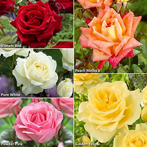 LOVING MEMORY 4lt Potted Hybrid Tea Garden Rose Bush Large Deep Red