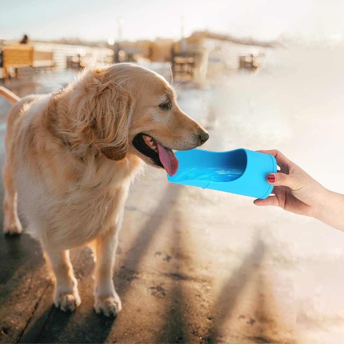 spray bottle on dog